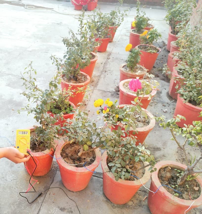 A yellow multimeter connected to an electrode experiment across several potted plants.